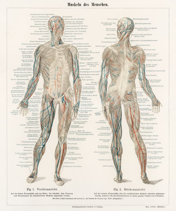 The ECS Role in the Body