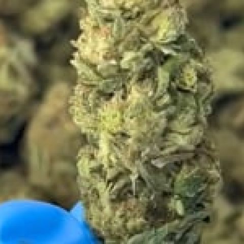 Pink Rosay Flower - THCA - Indica - Video Thumbnail 1