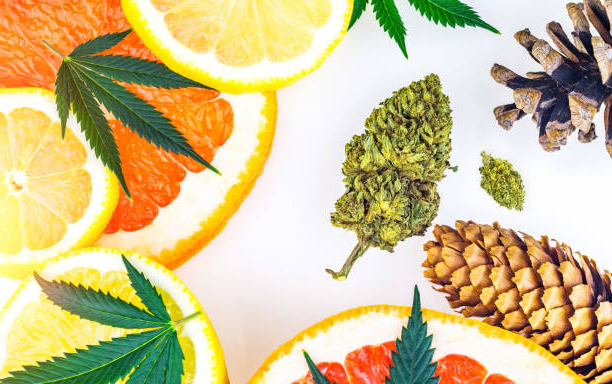 What Are Terpenes? The Ultimate Guide