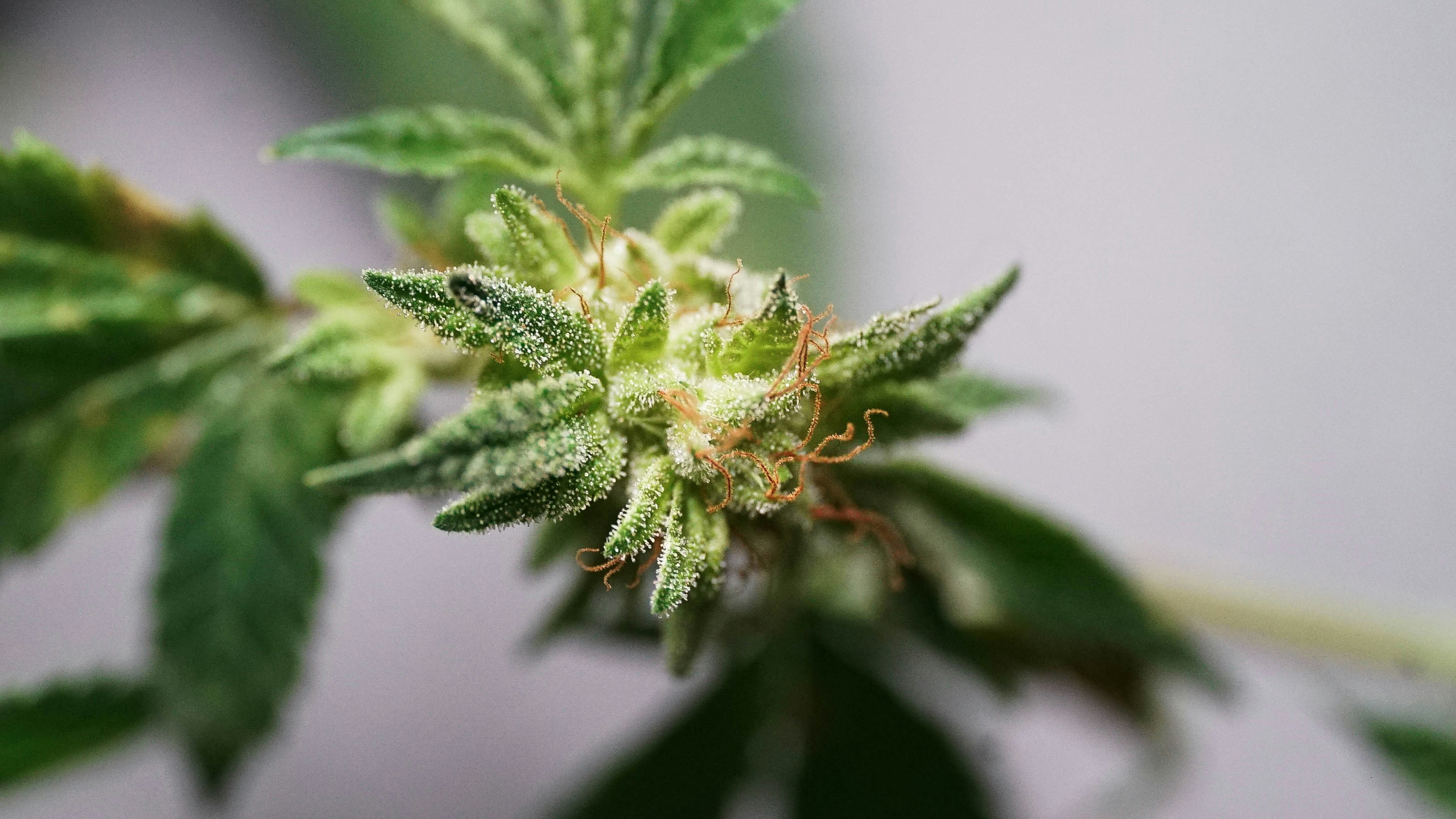 Picking Your Perfect THCA Flower Strain