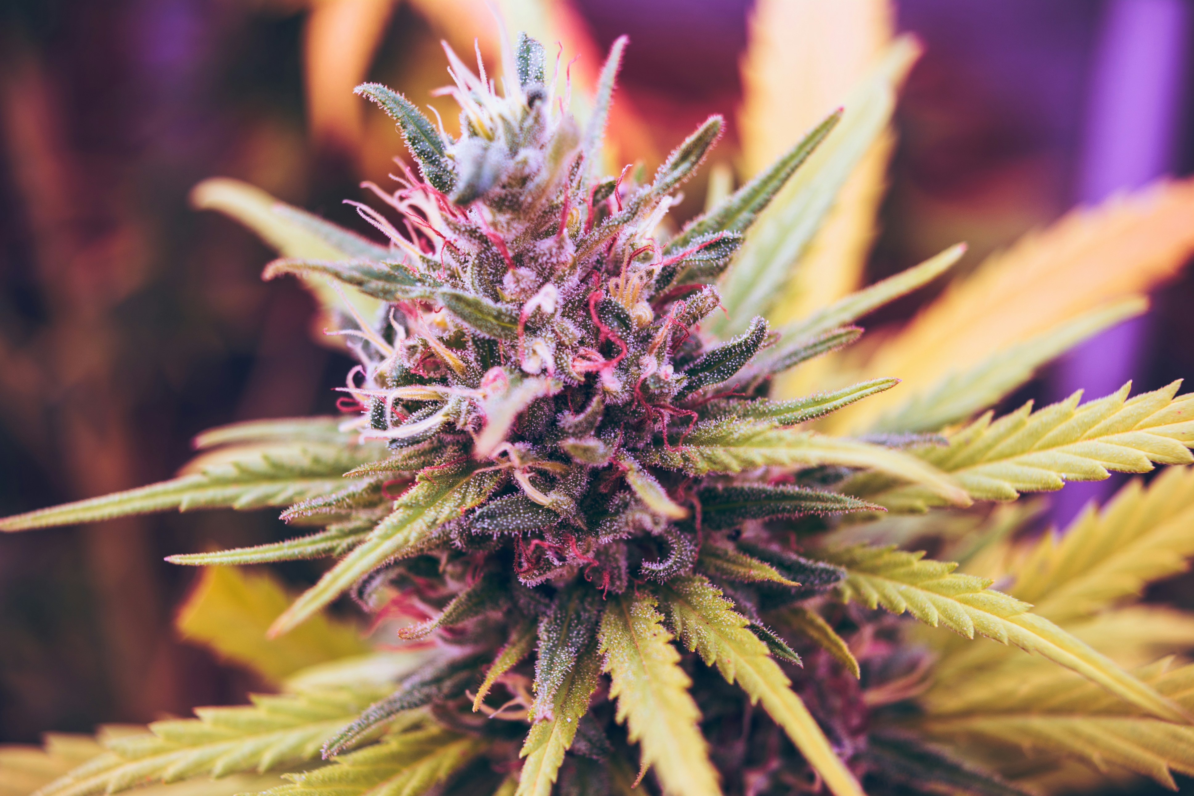 Cannabis Flower Grades: Exotics vs. Top Shelf vs. Super Premium