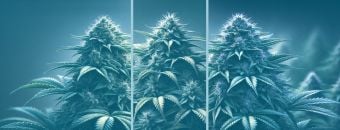 Cannabis Flower Grades: Exotics vs. Top Shelf vs. Super Premium