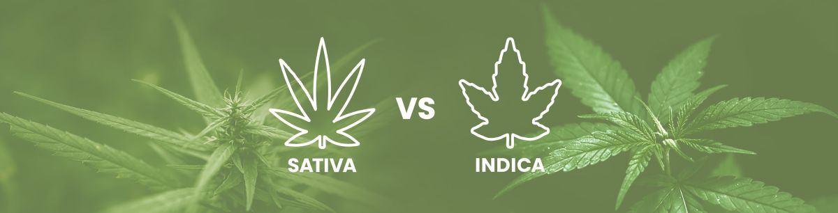 Sativa vs. Indica vs. Hybrid Compared – A Complete Guide