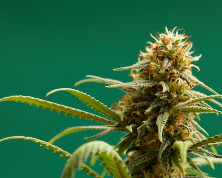 Highest-Quality Cannabis