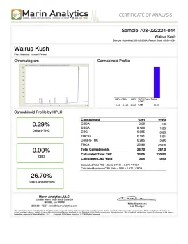 Walrus Kush Flower - THCA - Hybrid